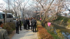 ホテル近くの桜並木で　お花見♪