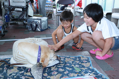 盲導犬と遊ぶ子供たち