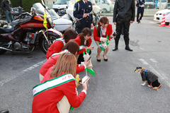 なぜか？わんちゃんライダーが人気者